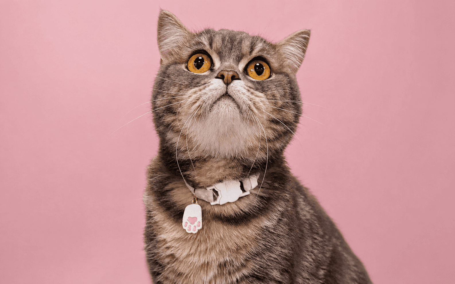 Cat receiving calm veterinary care in Sharjah